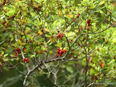 nothofagus-solandri-2