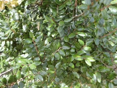 nothofagus-solandri-4