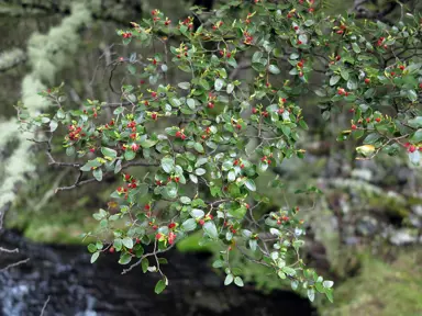 nothofagus-solandri-var-cliffortioides-1