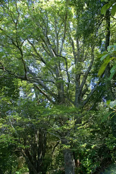 nothofagus-solandri-var-cliffortioides-2