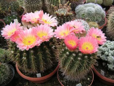 notocactus-roseoluteus--2