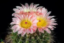 notocactus-roseoluteus-