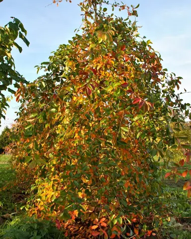 Nyssa sylvatica Autumn Cascade | Free Freight Option