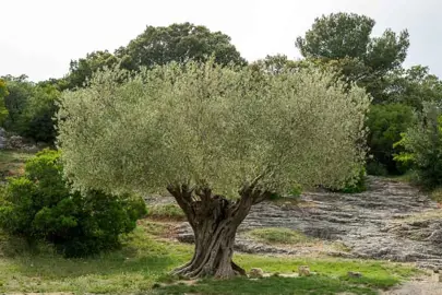 olea-europaea-