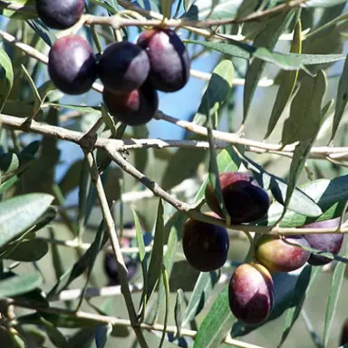 olive-barnea-1