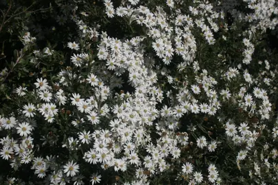 Olearia phlogopappa shrub with white flowers.