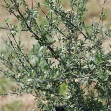 Olearia adenocarpa shrub.