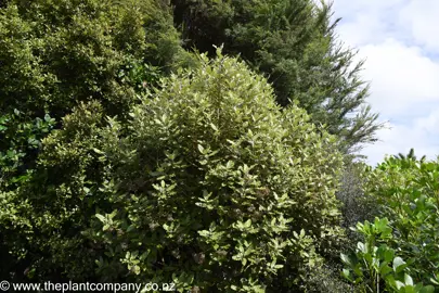 Olearia angulata tree in a native planting.