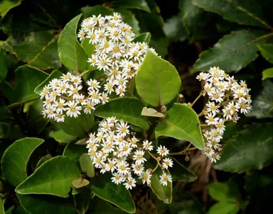 Olearia arborescens plant with green foliage and white flowers.