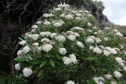 Olearia avicenniifolia shrub with masses of white flowers.