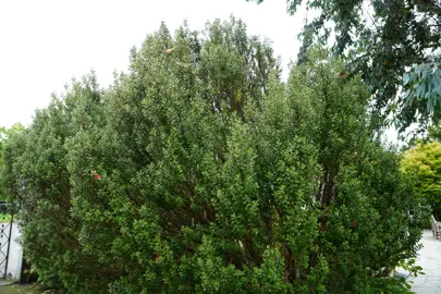 Olearia coriacea shrub with lush, green foliage.