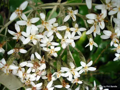 Olearia furfuracea white flowers.