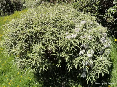 Olearia ilicifolia shrub with white flowers.