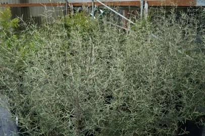 olearia-lineata-4