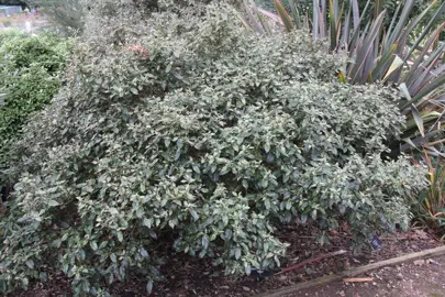 Olearia macrodonta minor shrub.