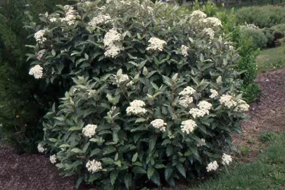 Olearia macrodonta shrub with green foliage and white flowers.