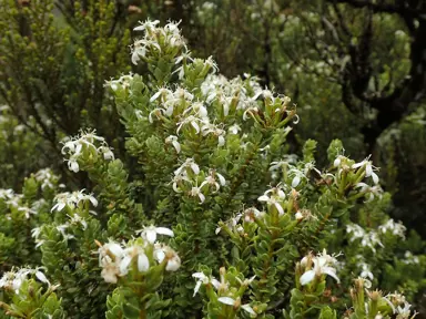 Olearia nummularifolia plant with white flowers and green foliage.