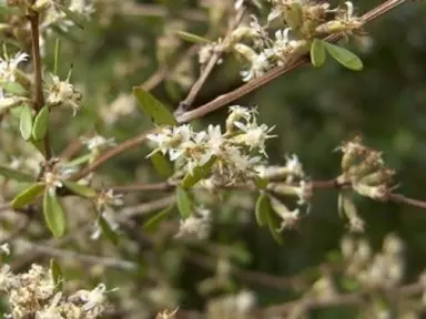 Olearia odorata shrub with white flowers.