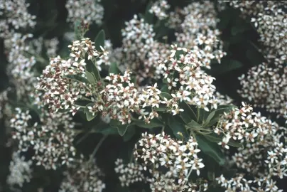 Olearia oleifolia shrub with white flowers.