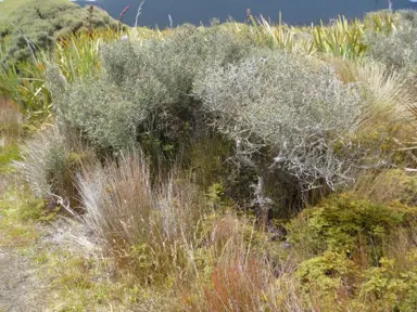 Olearia virgata shrub in a coastal environment.