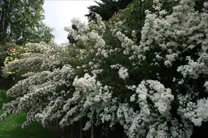 Olearia White Gem shrub with masses of white flowers.