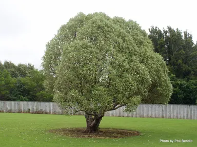 olearia-albida-