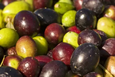 Olive Picholine fruit.