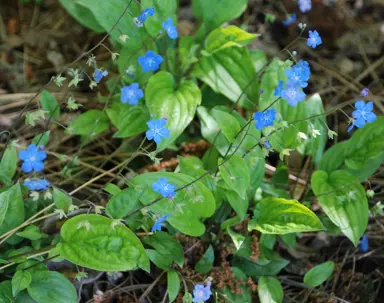 Omphalodes cappadocica plant.