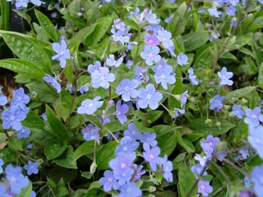 Omphalodes cappadocica blue flowers and lush green foliage.