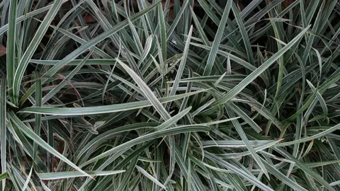 Ophiopogon alba variegata plants in a garden.