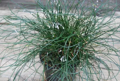 Ophiopogon Chingii plant with white flowers and green foliage.