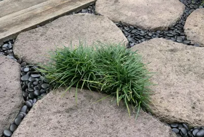 Ophiopogon japonicus nana (dwarf Mondo grass) growing between paving stones.