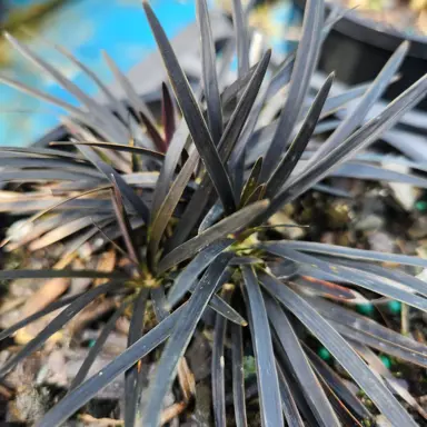 Ophiopogon Short Black plant with black leaves.