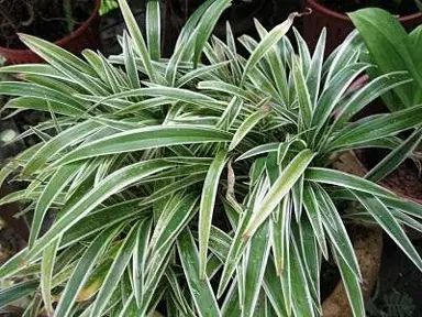 Ophiopogon 'Stripey White' plant.