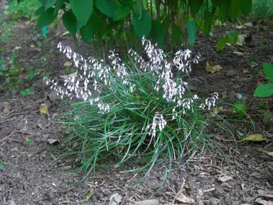 Ophiopogon umbraticola plant with green foliage and white flowers.