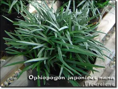 ophiopogon-japonicus-nana-