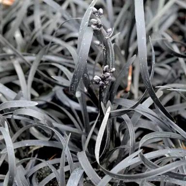 ophiopogon-black-dragon-