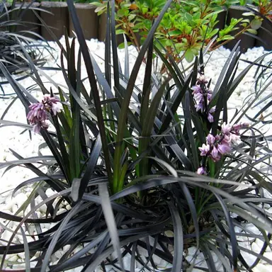 ophiopogon-black-dragon-2