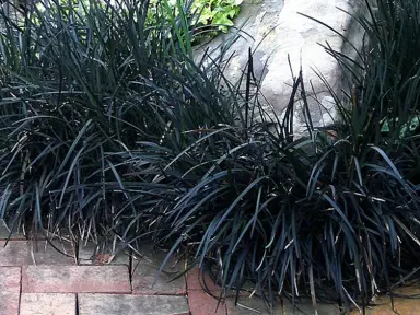 ophiopogon-black-dragon-4