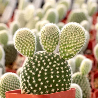 Opuntia microdasys albispina plant in a pot.