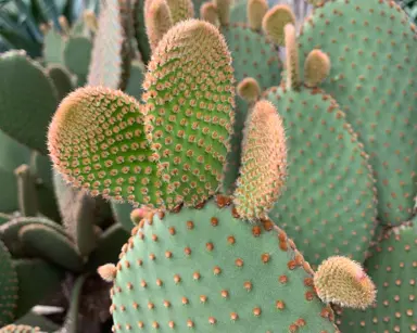 opuntia-microdasys-rufida-