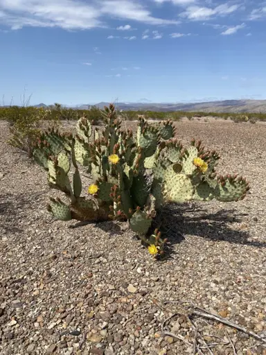 opuntia-microdasys-rufida-1