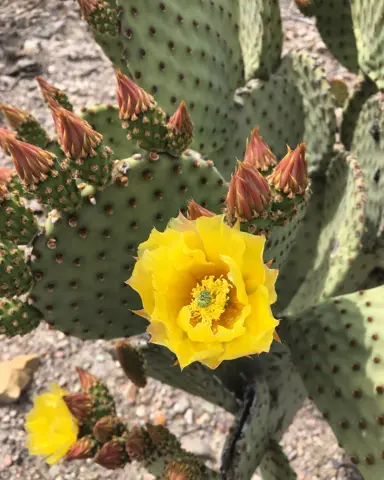 opuntia-microdasys-rufida-2