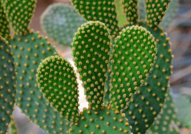 Opuntia microdasys plant with green leaves.