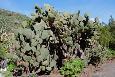 Opuntia streptacantha plant in a desert.