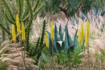 Opuntia subulata plants in a desert.