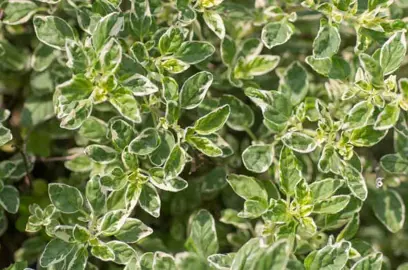 origanum-country-cream-