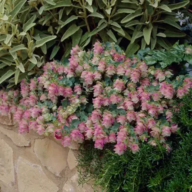 origanum-kent-beauty-