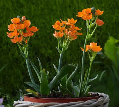 ornithogalum-dubium-3