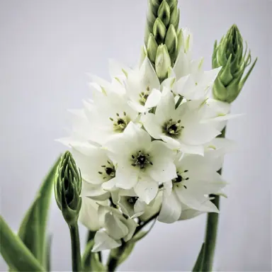 ornithogalum-thyrsoides-2